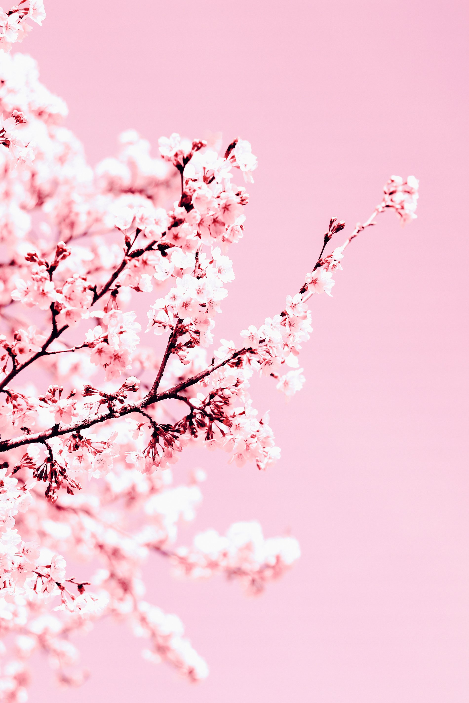 Sakura with blooming pink flowers on pink background