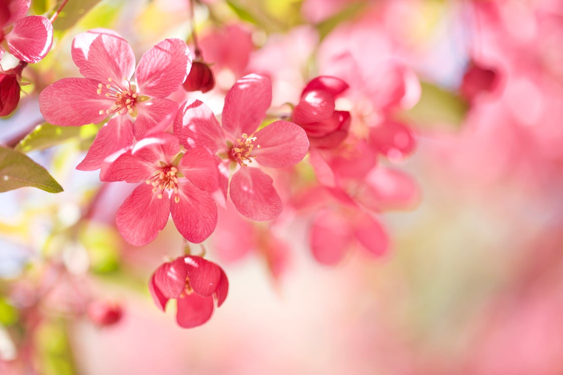 Crab Apple Blossoms