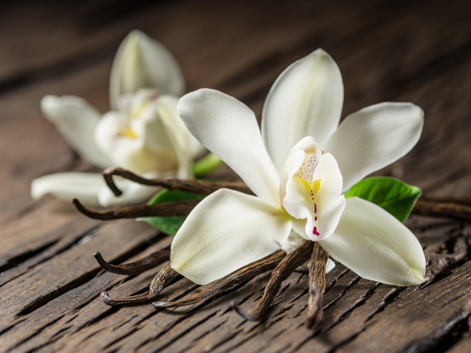 Dried vanilla sticks and vanilla orchid.