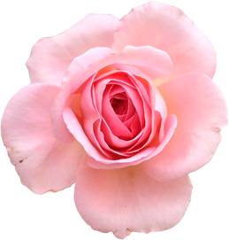 Pink Rose